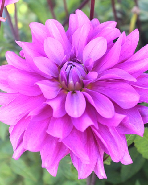 Dahlia Bluetiful6